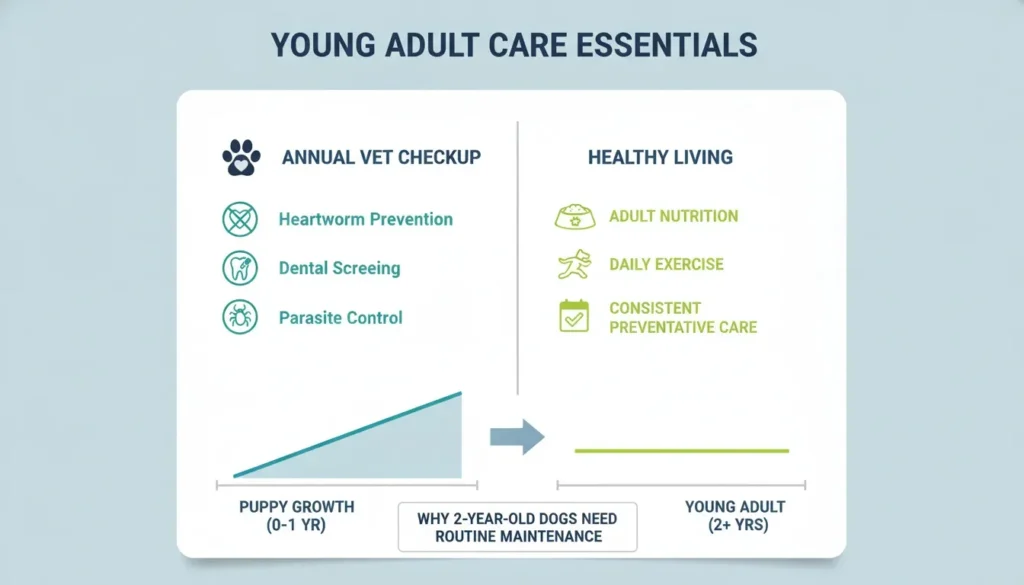 An infographic highlighting essential care guidelines for young adult dogs, comparing rapid puppy growth to stable adult maintenance.