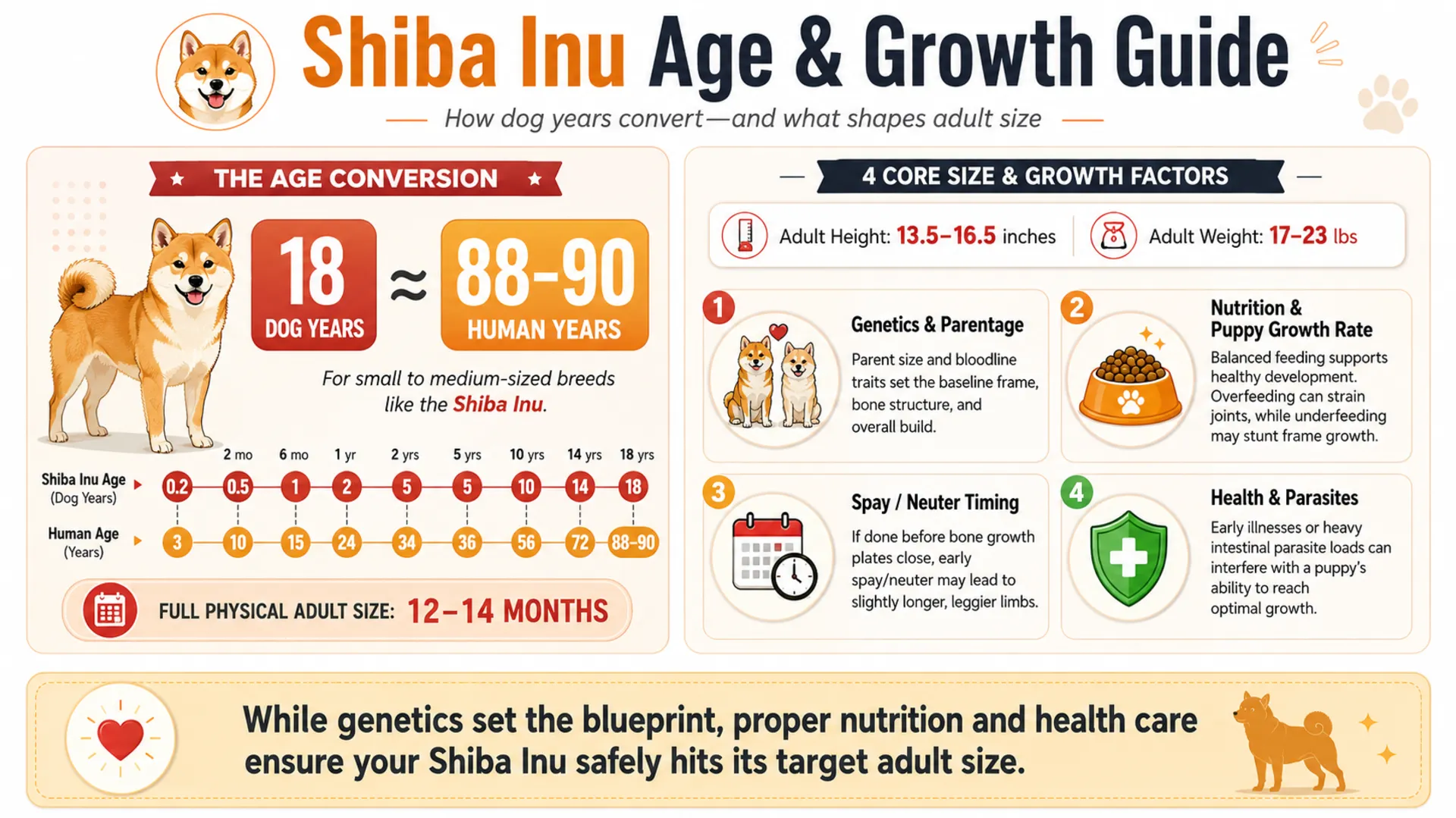 Infographic comparing dog years to human years for 18-year-old dogs and showing how genetics, diet, spaying/neutering, and health impact a Shiba Inu's final adult size.