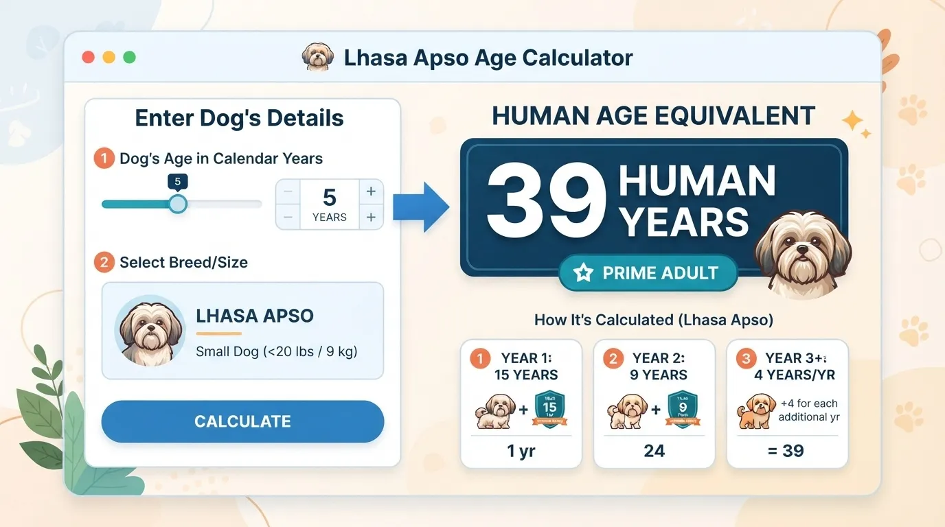 An infographic layout of a Lhasa Apso Age Calculator showing a 5-year-old dog is equivalent to 39 human years (Prime Adult). It details the step-by-step calculation: Year 1 equals 15 years, Year 2 equals 9 years, and subsequent years add 4 years each.