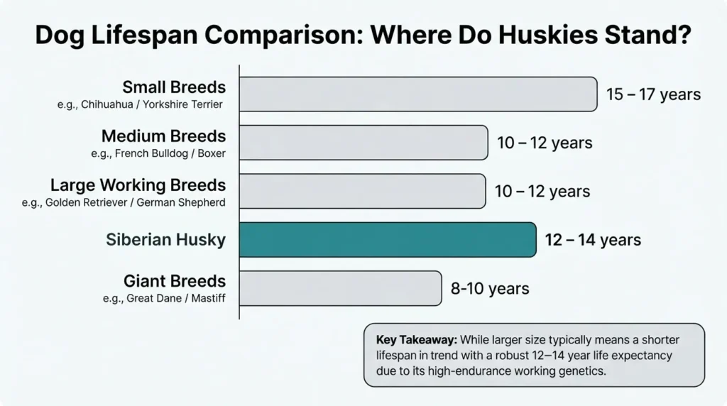 An infographic bar chart comparing dog lifespans by breed size, highlighting the Siberian Husky's 12-14 year life expectancy compared to small, medium, large, and giant breeds.
