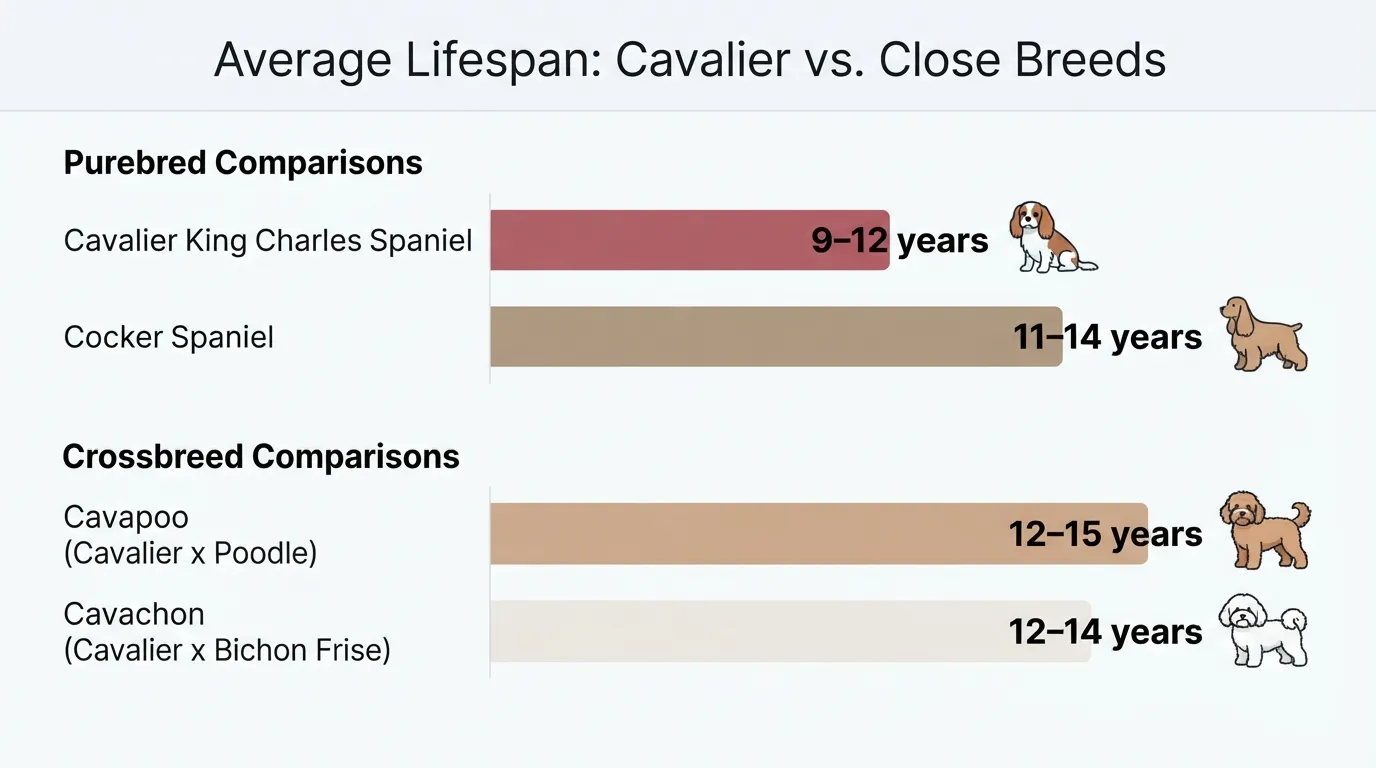 A clean, comparative bar chart infographic displaying the average life expectancy of a Cavalier King Charles Spaniel alongside related spaniel purebreds and popular Cavalier designer crossbreeds.