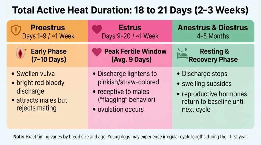 Infographic showing the average duration of a dog's heat cycle lasting 2 to 3 weeks across the Proestrus, Estrus, and Anestrus stages.