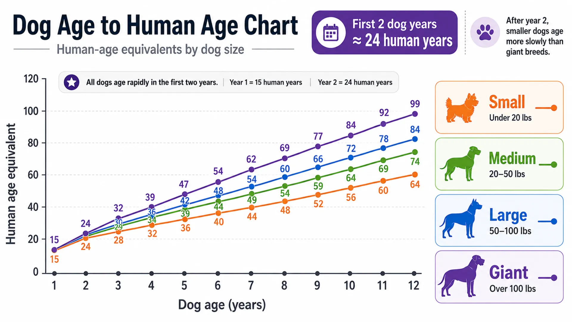 Comprehensive conversion chart comparing dog years to human years across small, medium, large, and giant dog breeds.